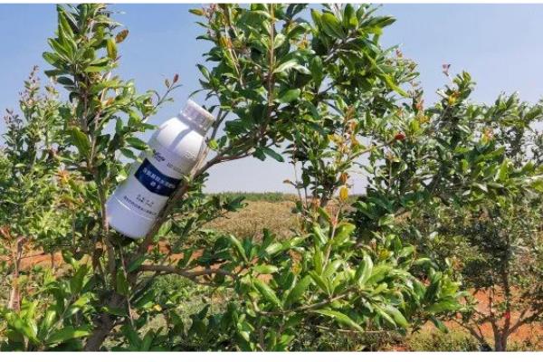 番石榴的施肥方法，剪梢促花后要追施三元复合肥