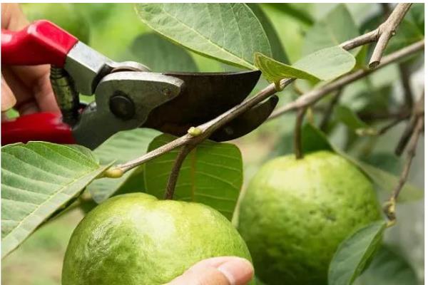 番石榴的施肥方法，剪梢促花后要追施三元复合肥