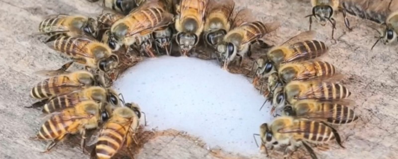 中蜂最小蛋群怎么发展，每天晚上都要饲喂白糖水