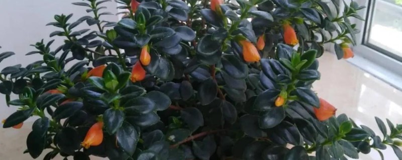 袋鼠花的养殖方法，夏天要每隔2-3天浇一次水