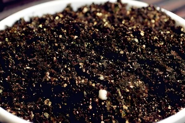 怎么养荔枝玫瑰，切忌施加浓肥