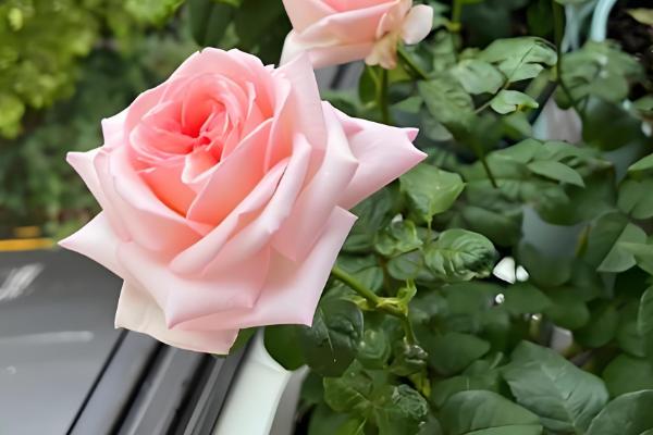 怎么养荔枝玫瑰，切忌施加浓肥