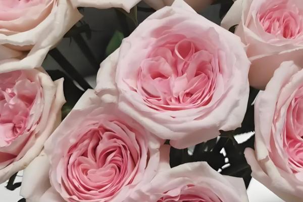 怎么养荔枝玫瑰，切忌施加浓肥