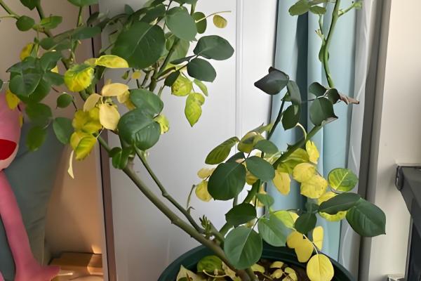 怎么养荔枝玫瑰，切忌施加浓肥