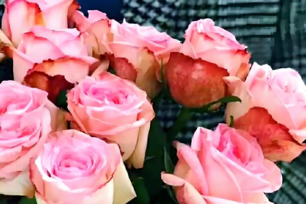 怎么养荔枝玫瑰，切忌施加浓肥