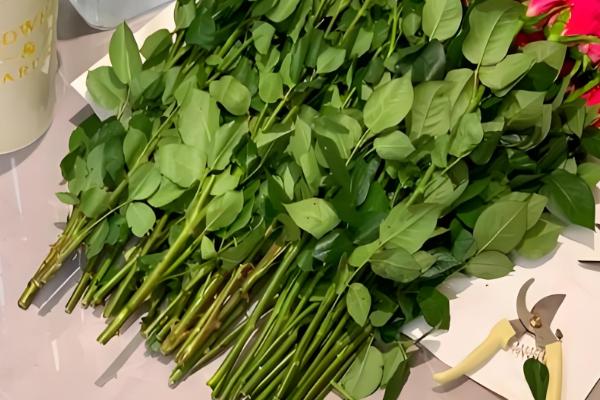 玫瑰怎么醒花，用清水浸泡3-6小时