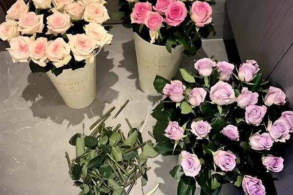 玫瑰怎么醒花，用清水浸泡3-6小时