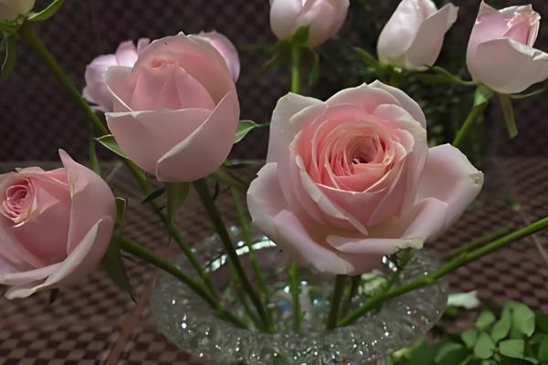 玫瑰怎么醒花，用清水浸泡3-6小时