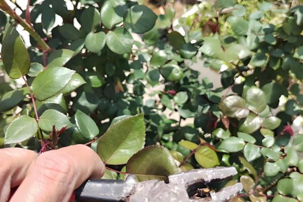 玫瑰怎么醒花，用清水浸泡3-6小时