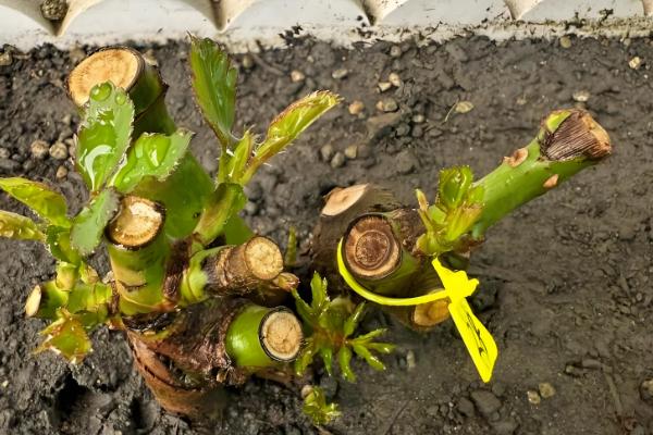 玫瑰怎么醒花，用清水浸泡3-6小时