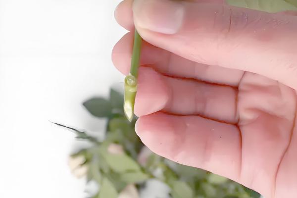 玫瑰怎么醒花，用清水浸泡3-6小时