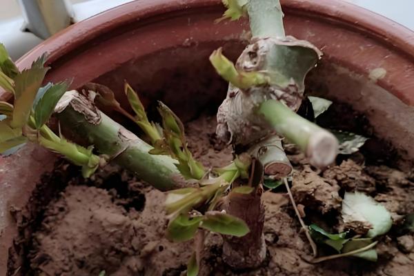 玫瑰怎么醒花，用清水浸泡3-6小时