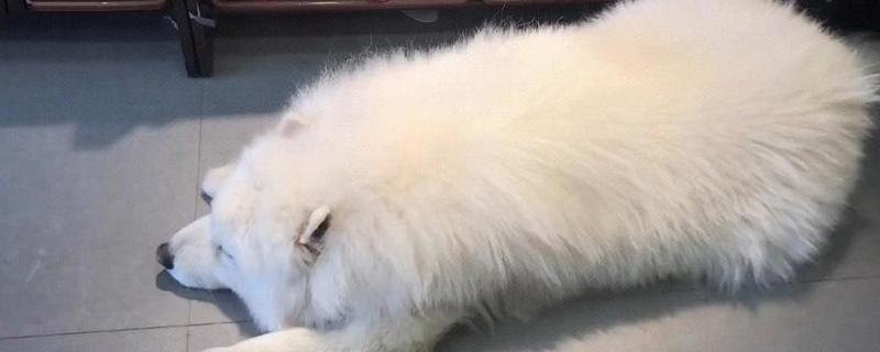 治疗狗狗糖尿病的措施，从健康饮食做起