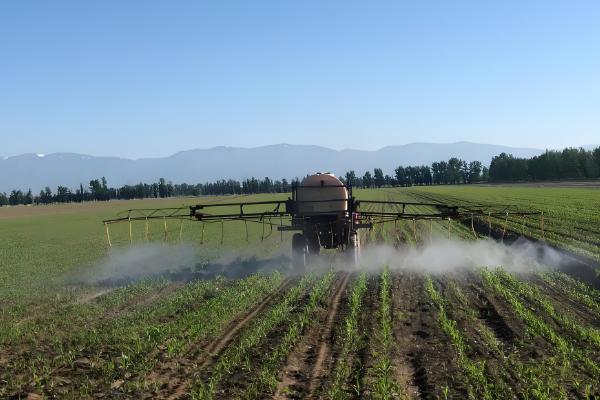 氯吡嘧磺隆杀哪些草，可有效防除马齿苋、龙葵、决明等