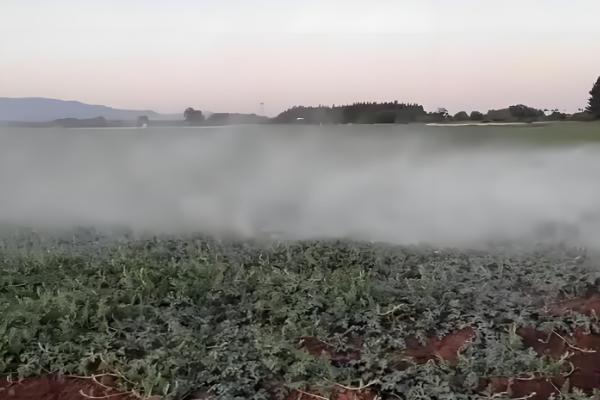 氯吡嘧磺隆杀哪些草，可有效防除马齿苋、龙葵、决明等