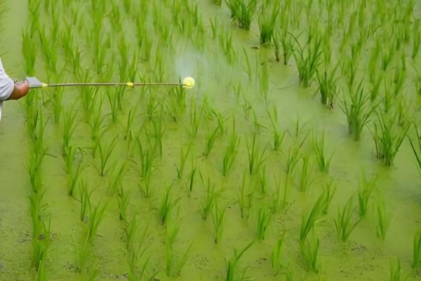 氯吡嘧磺隆杀哪些草，可有效防除马齿苋、龙葵、决明等