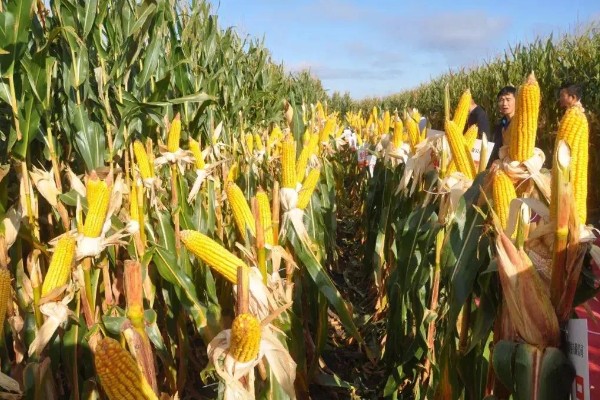 蠡甜2号玉米种的简介,出苗至采收需要82天