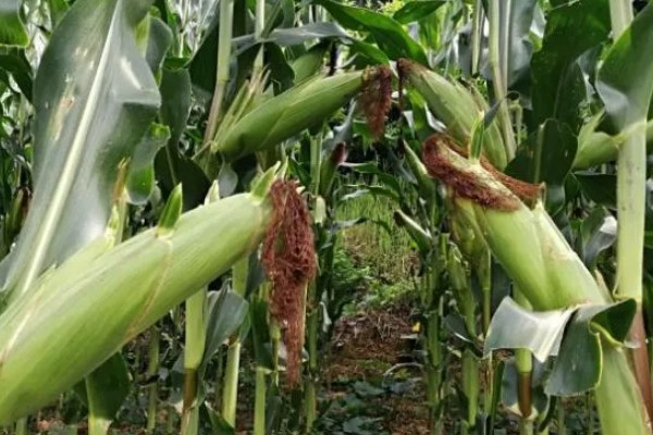 蠡甜2号玉米种的简介,出苗至采收需要82天