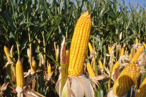 蠡甜2号玉米种的简介,出苗至采收需要82天