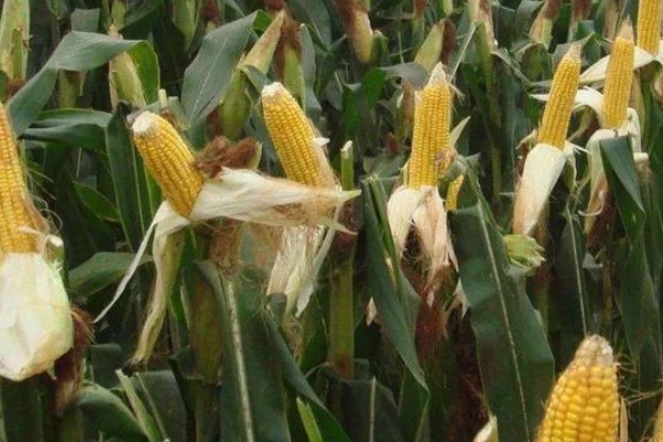 蠡甜2号玉米种的简介,出苗至采收需要82天