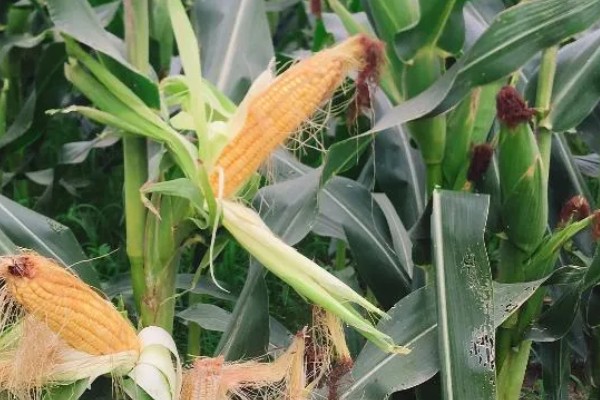 蠡甜2号玉米种的简介,出苗至采收需要82天