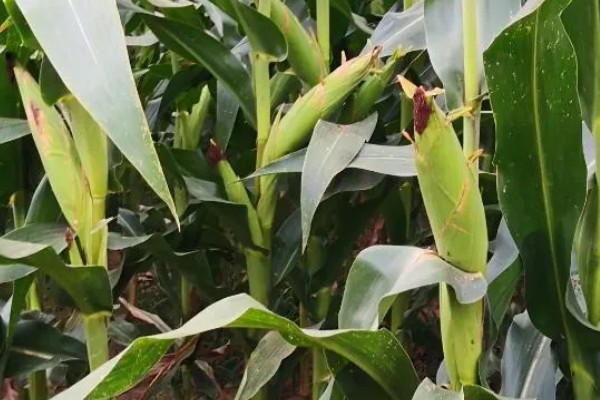 蠡甜2号玉米种的简介,出苗至采收需要82天