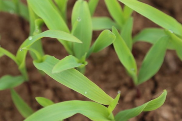 蠡甜2号玉米种的简介,出苗至采收需要82天