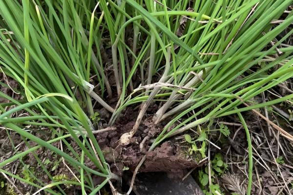 茖葱的采摘时间，5月上旬至6月初采收