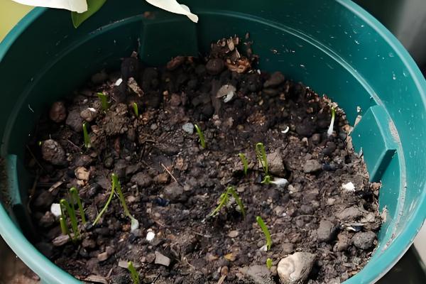 茖葱的采摘时间，5月上旬至6月初采收