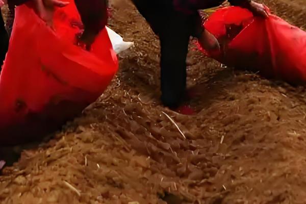 茖葱的采摘时间，5月上旬至6月初采收