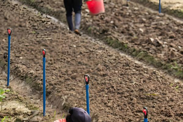 茖葱的采摘时间，5月上旬至6月初采收