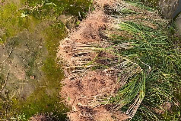 茖葱的采摘时间，5月上旬至6月初采收