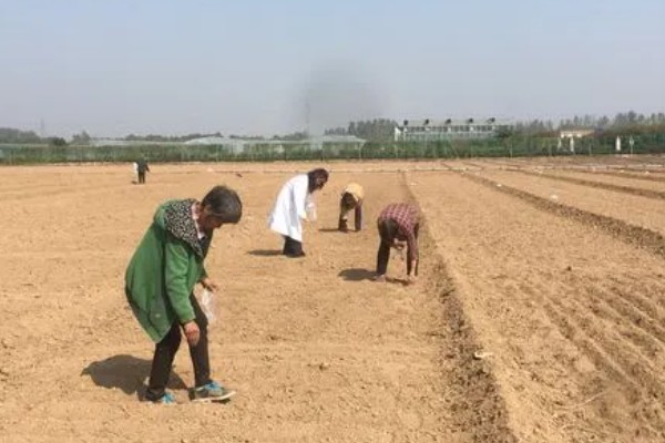 鼠尾草的种植方法，每隔15天追施一次尿素