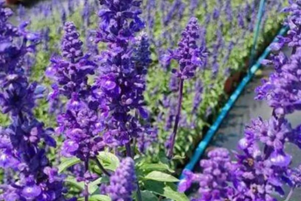 鼠尾草的种植方法，每隔15天追施一次尿素