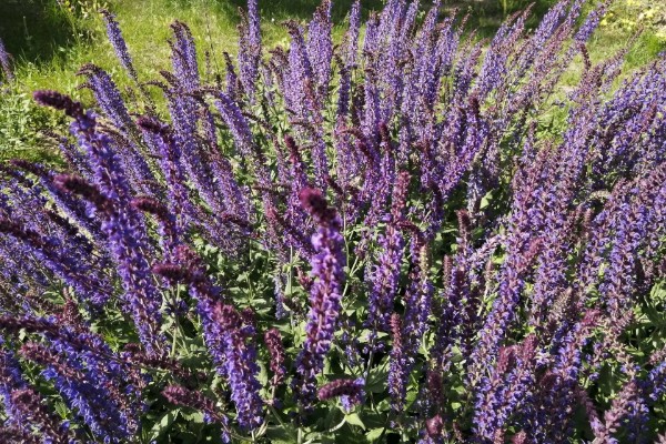 鼠尾草的种植方法，每隔15天追施一次尿素