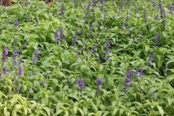 鼠尾草的种植方法，每隔15天追施一次尿素