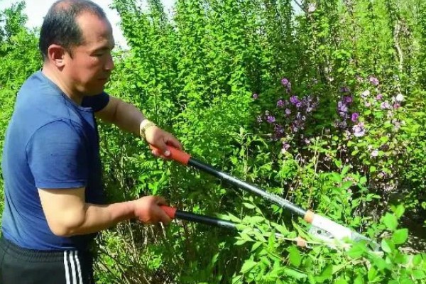 鼠尾草的种植方法，每隔15天追施一次尿素