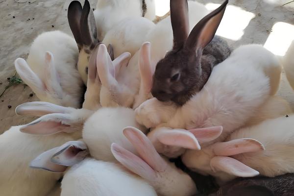 养兔子有什么技巧，遵守以下六个原则