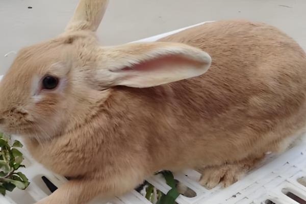 养兔子有什么技巧，遵守以下六个原则