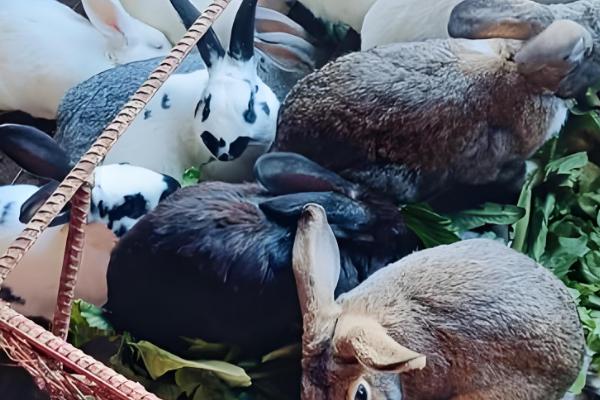 养兔子有什么技巧，遵守以下六个原则