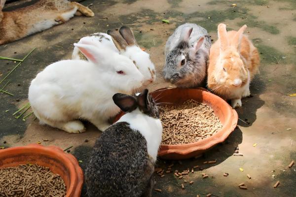 养兔子有什么技巧，遵守以下六个原则