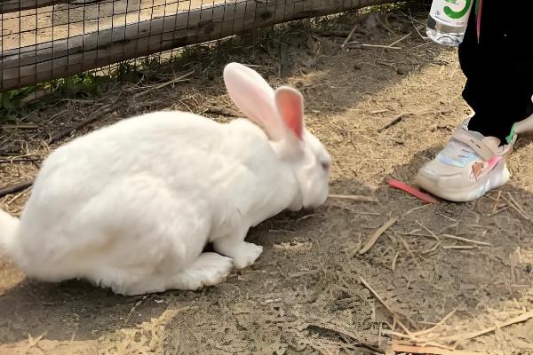 养兔子有什么技巧，遵守以下六个原则