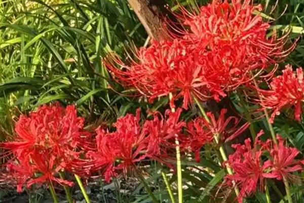 蟑螂花是不是彼岸花，二者是同一个品种