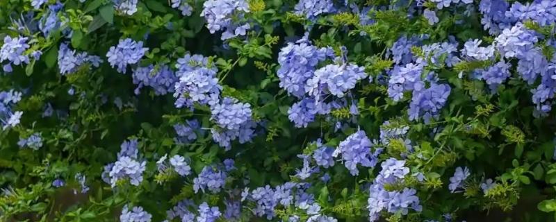 蓝雪花原产于哪里，原产地是南非