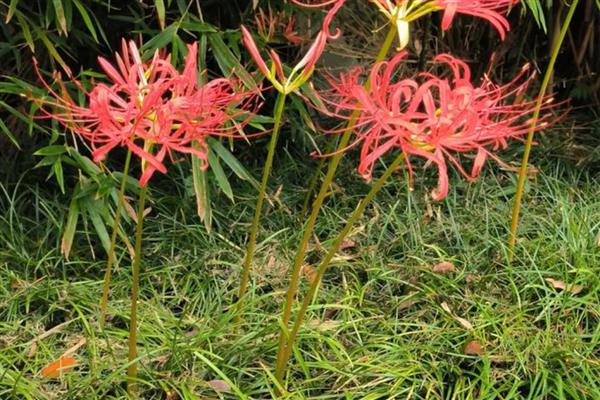 蟑螂花是不是彼岸花，二者是同一个品种