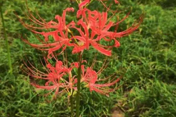 蟑螂花是不是彼岸花，二者是同一个品种