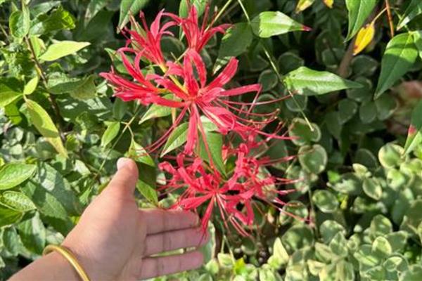 蟑螂花是不是彼岸花，二者是同一个品种