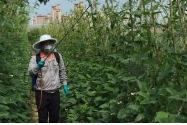 芸豆畸形的原因与解决方法，可能是喷洒了过敏药物所致
