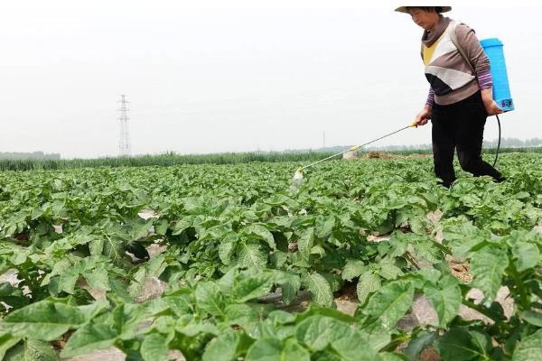 芸豆畸形的原因与解决方法，可能是喷洒了过敏药物所致