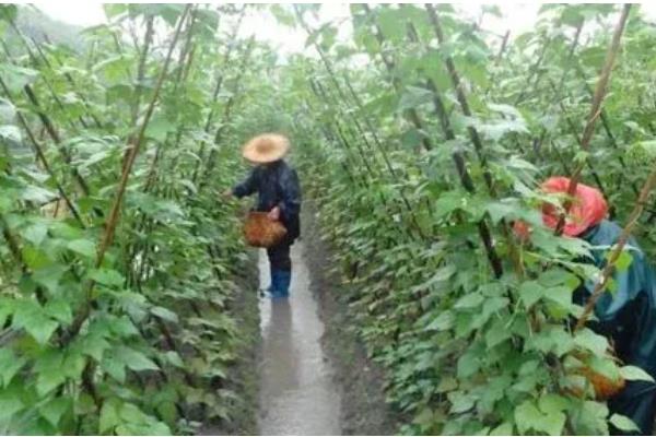 芸豆畸形的原因与解决方法，可能是喷洒了过敏药物所致